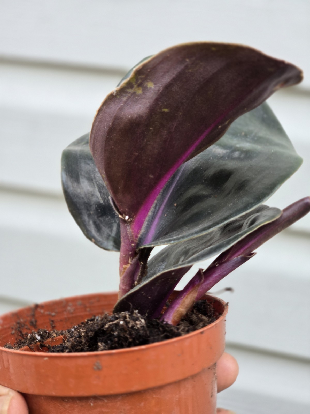 Geogenanthus Ciliatus Rare Plant