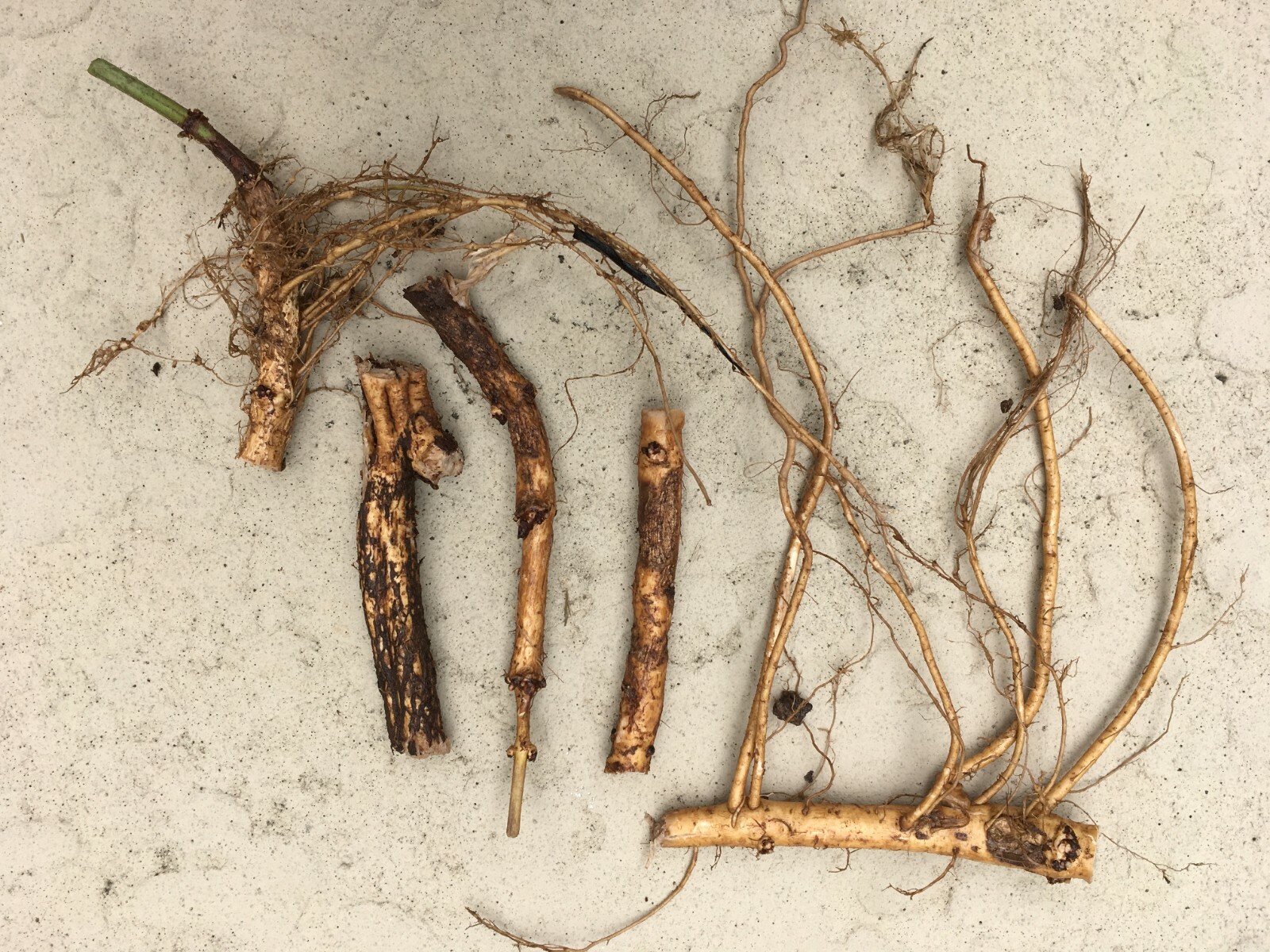 Start Next Year’s Crop Today. 3 Organic Cascade Hop Rhizomes, $22.00