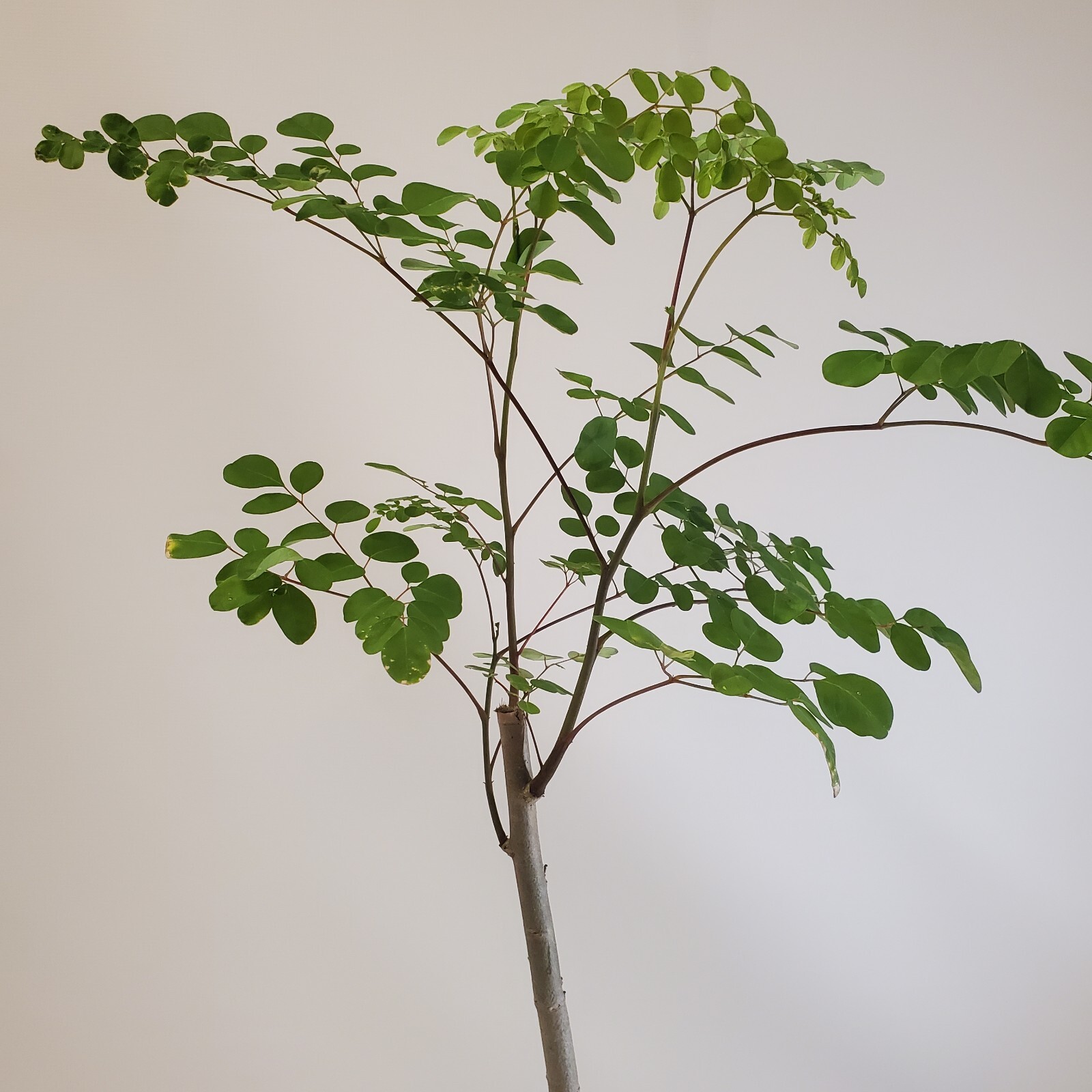 2-3ft Tall Moringa Oleifera Tree Save 6 Months of Grow Time AKA Miracle Tree