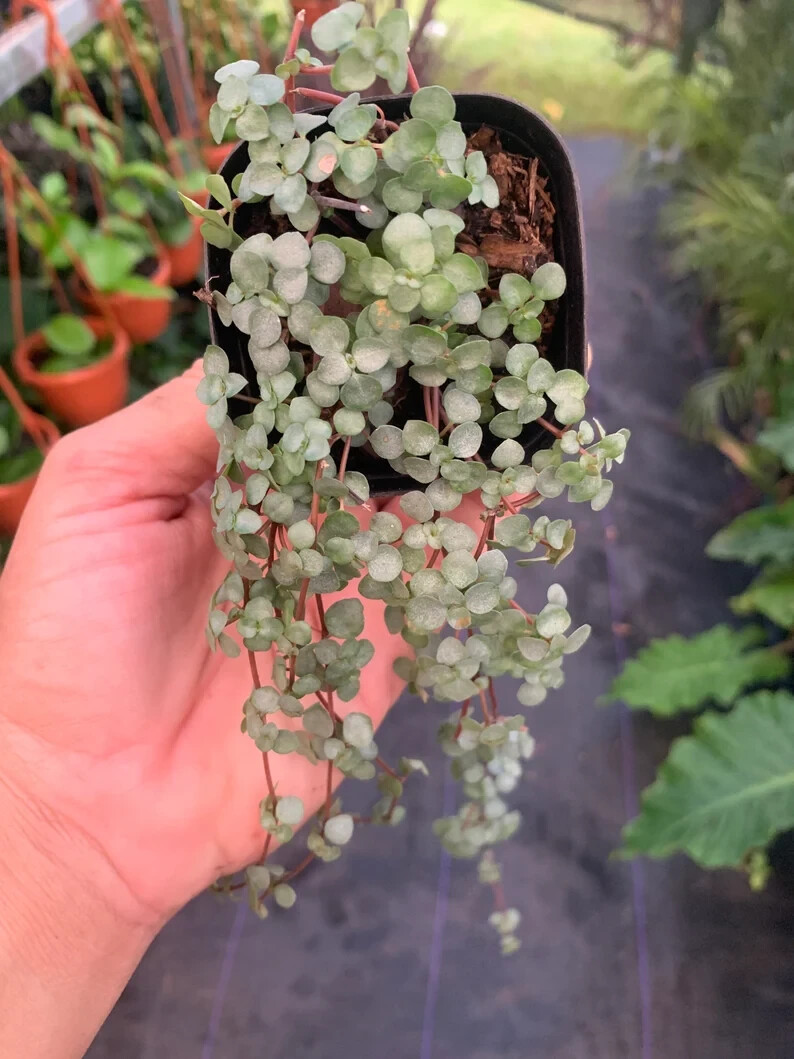Peperomia / Pilea Depressa Baby Tears Plant