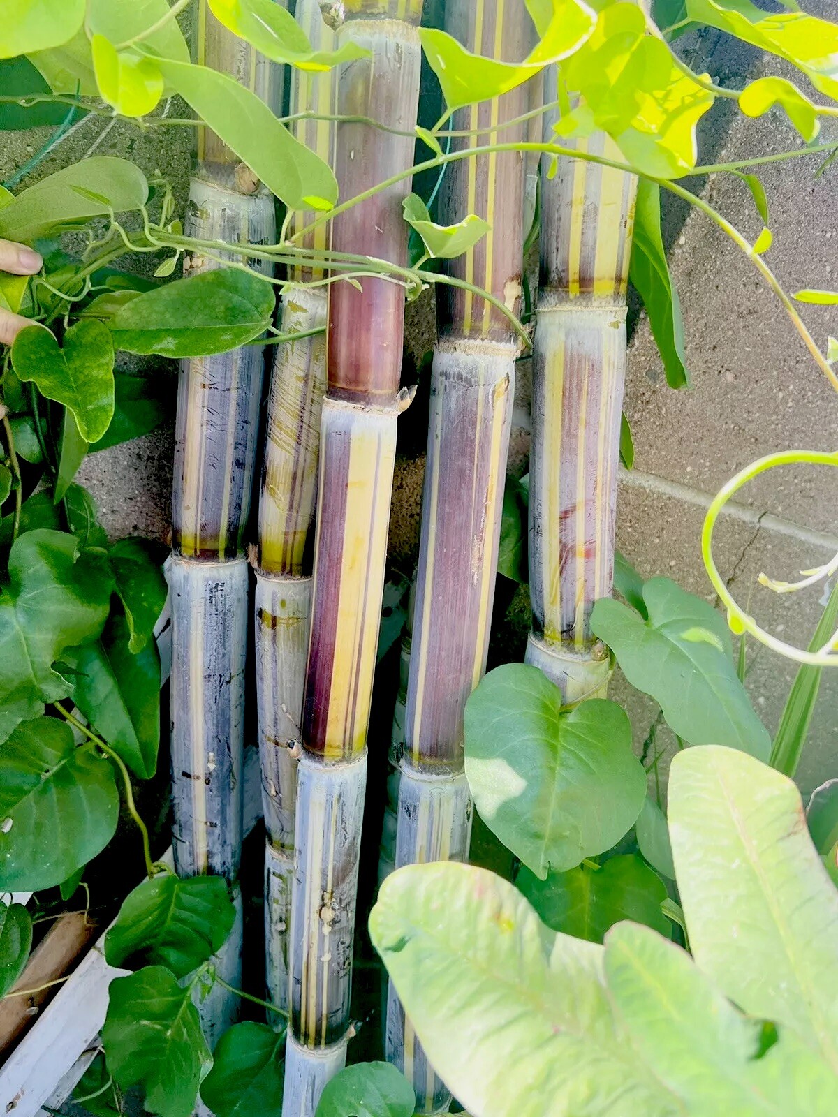 Rare Jamaican Variegated Sugarcane Striped Sugar Cane 1 Cutting With 2 Node
