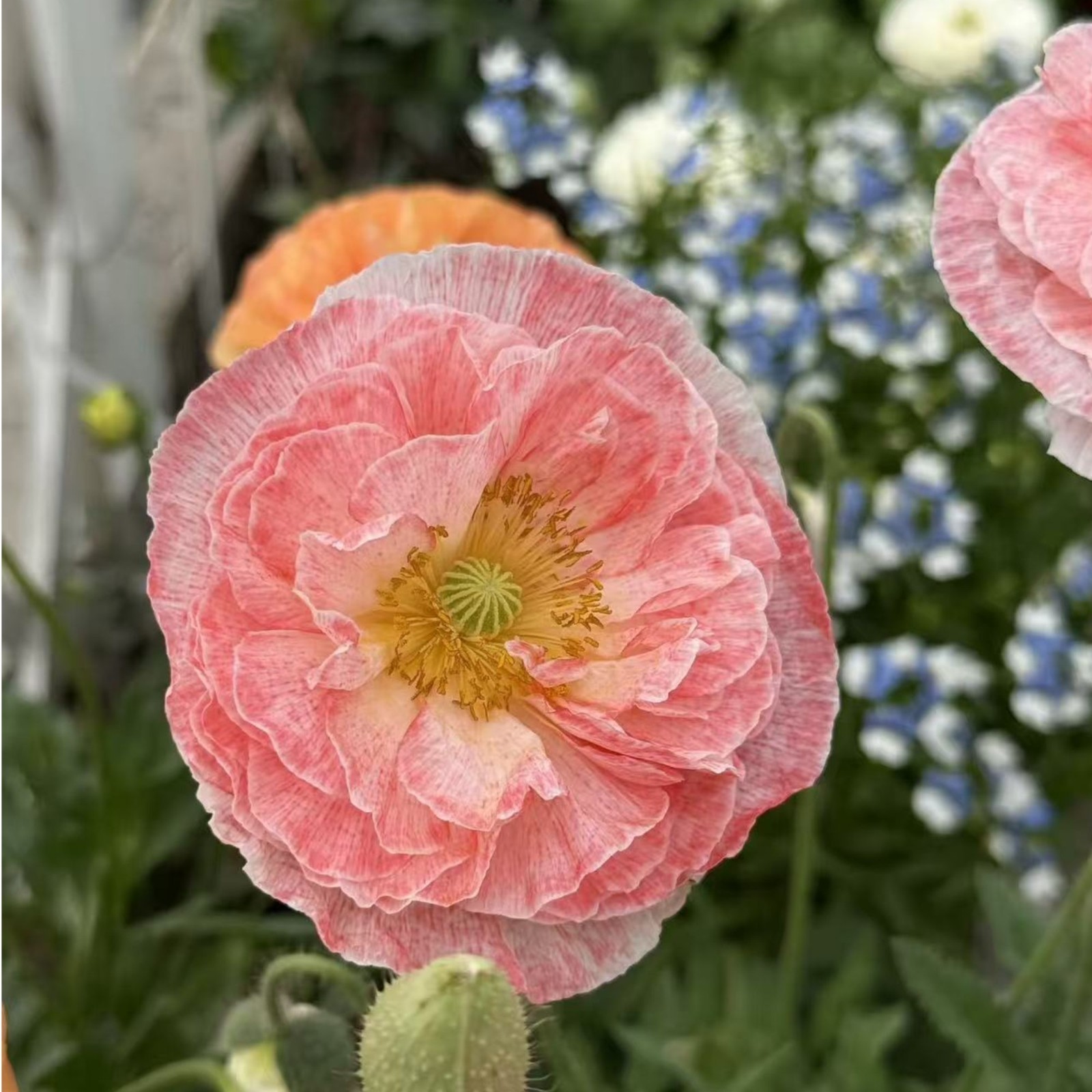 1000 Shirley Poppy Seeds – Pink & White Papaver rhoeas for Garden Zones 3–9