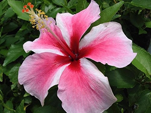 Tahitian Maid Tropical Rare Heirloom Hibiscus Plant Pink White Pinwheel Flower