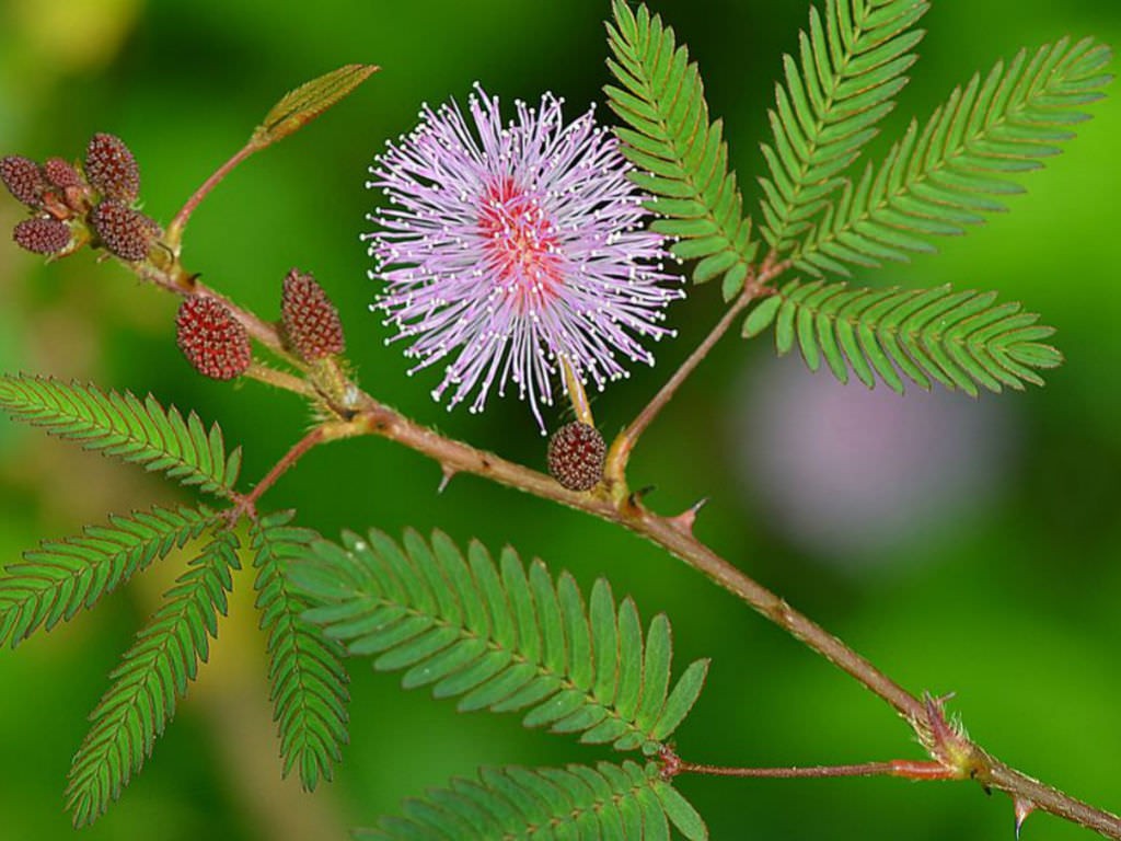Sensative Plant Mimosa Pudica 200 Seeds Free Shipping!