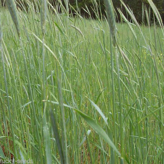 Wrens Abruzzi Winter Rye Grain Seed (Secale cereale) Certified 1 Lb. Bulk