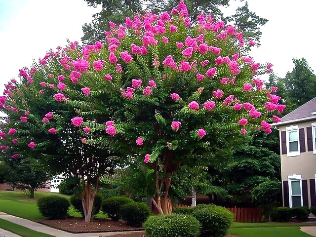 25 SIOUX CREPE MYRTLE SEEDS – Lagerstroemia indica x faueri ‘Sioux’