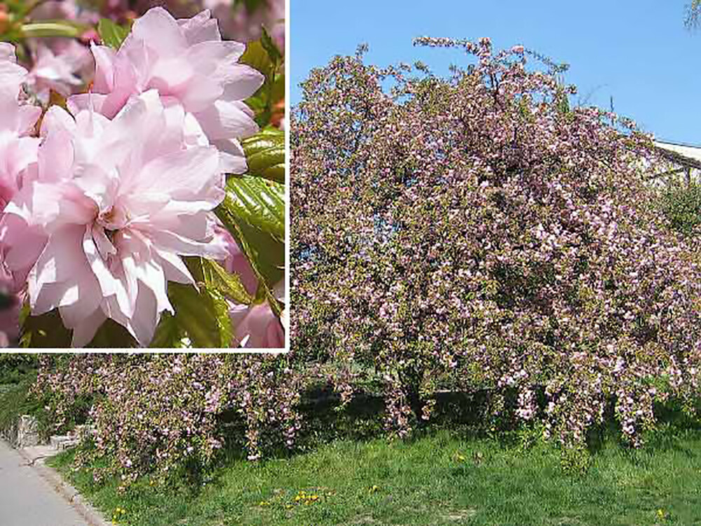 Japanese Flowering Cherry, Prunus serrulata, Tree Seeds
