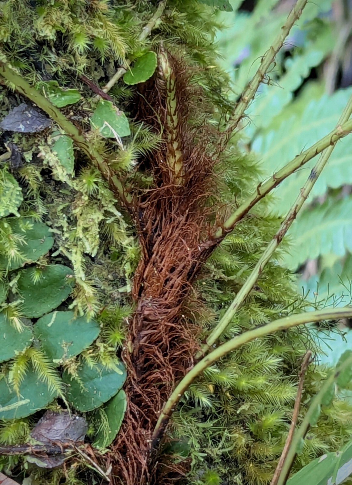 Mature 2 ft EX Rare Bare Rhizome: CLIMBING Blechnum Attenuatum Rare Unique fern