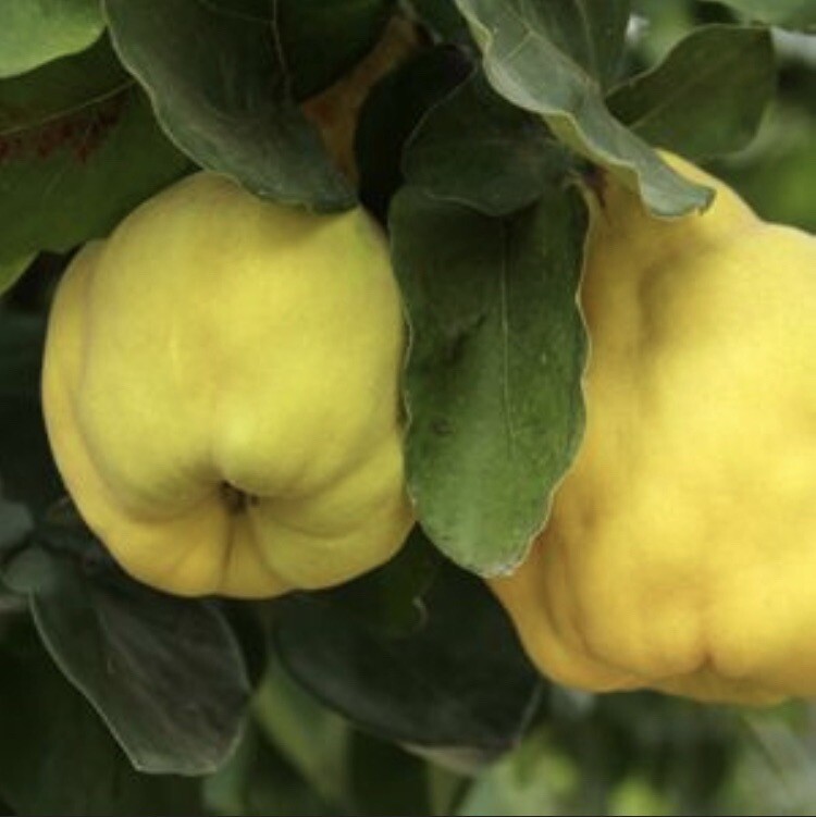 Quince Fruit tree, variety name -“Crimea”, 3 gal 3-4 ft. No Ship to HI, CA, AK