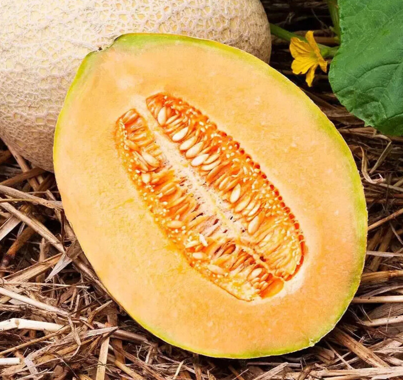 25+ –Hale’s Best –Heirloom Cantaloupe Seeds –Non-GMO — Free Shipping USA