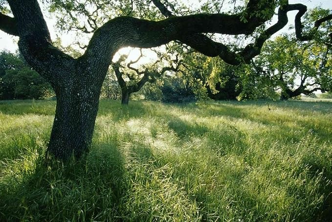 Black Oak Tree Seedlings for Planting | Quercus Velutina (1 Seedling)