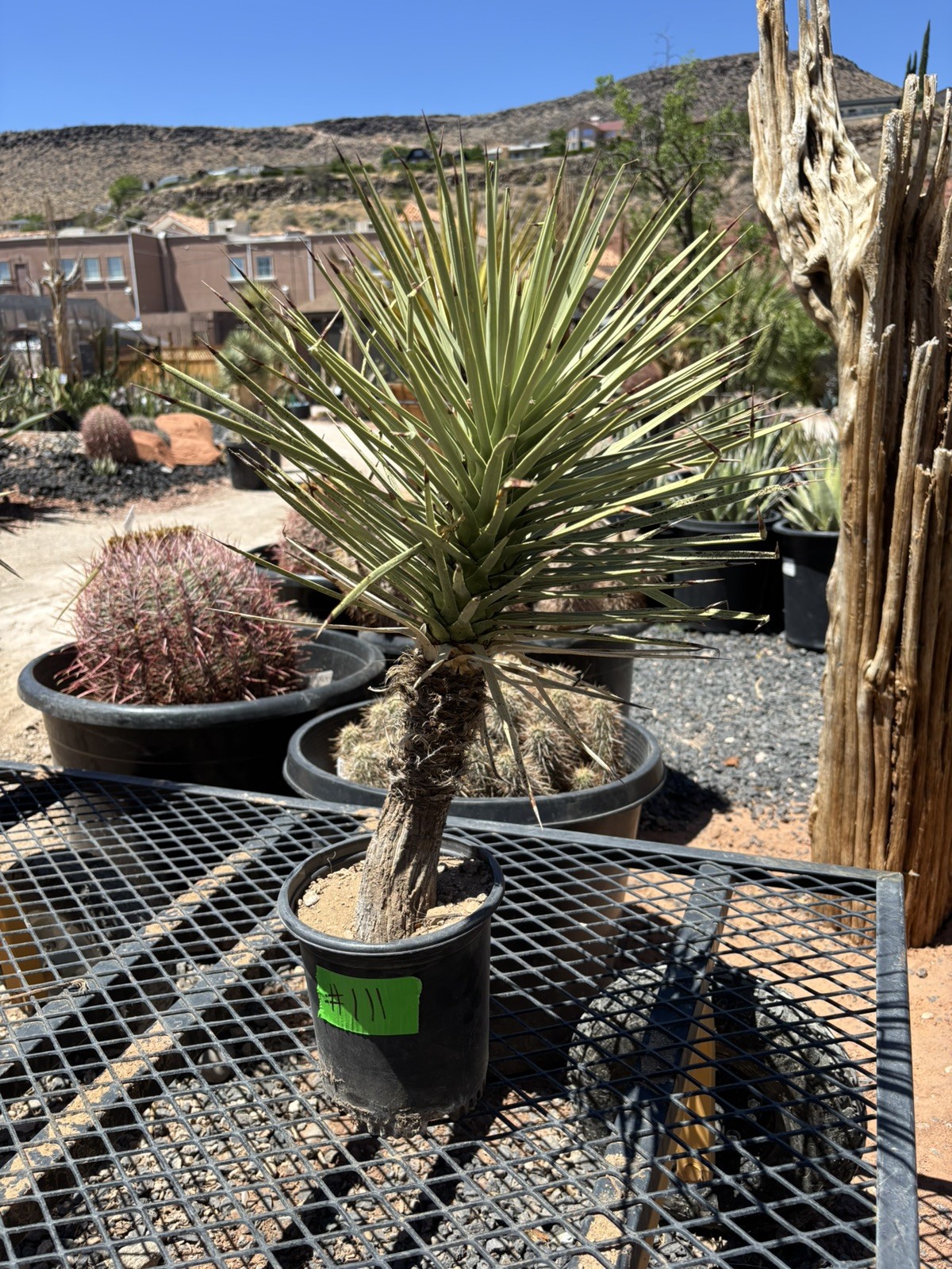 JOSHUA TREE #111 – SINGLE HEAD, 20-21 INCH – YUCCA BREVIFOLIA