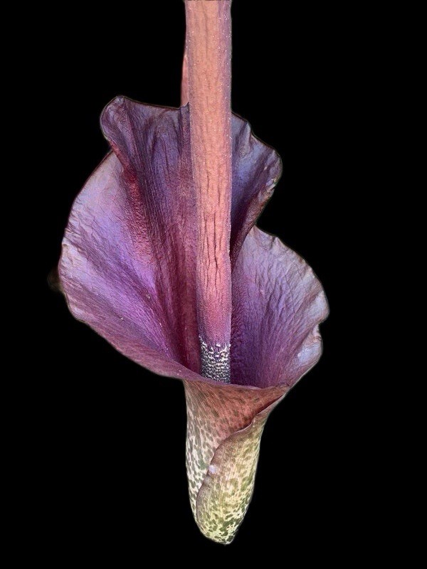 amorphophallus konjac