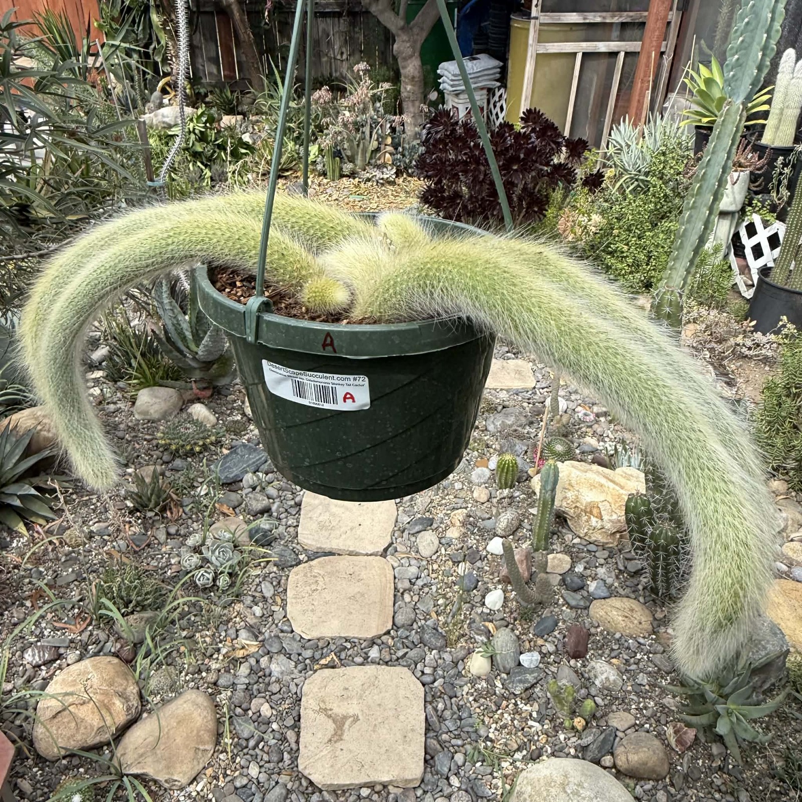 Cleistocactus Winteri ssp. Colademononis ‘Monkey Tail Cactus’