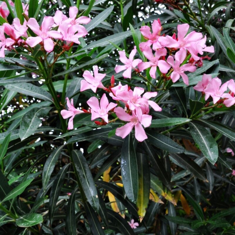 Oleander cuttings for rooting (8)red or pink or mix 2025 season