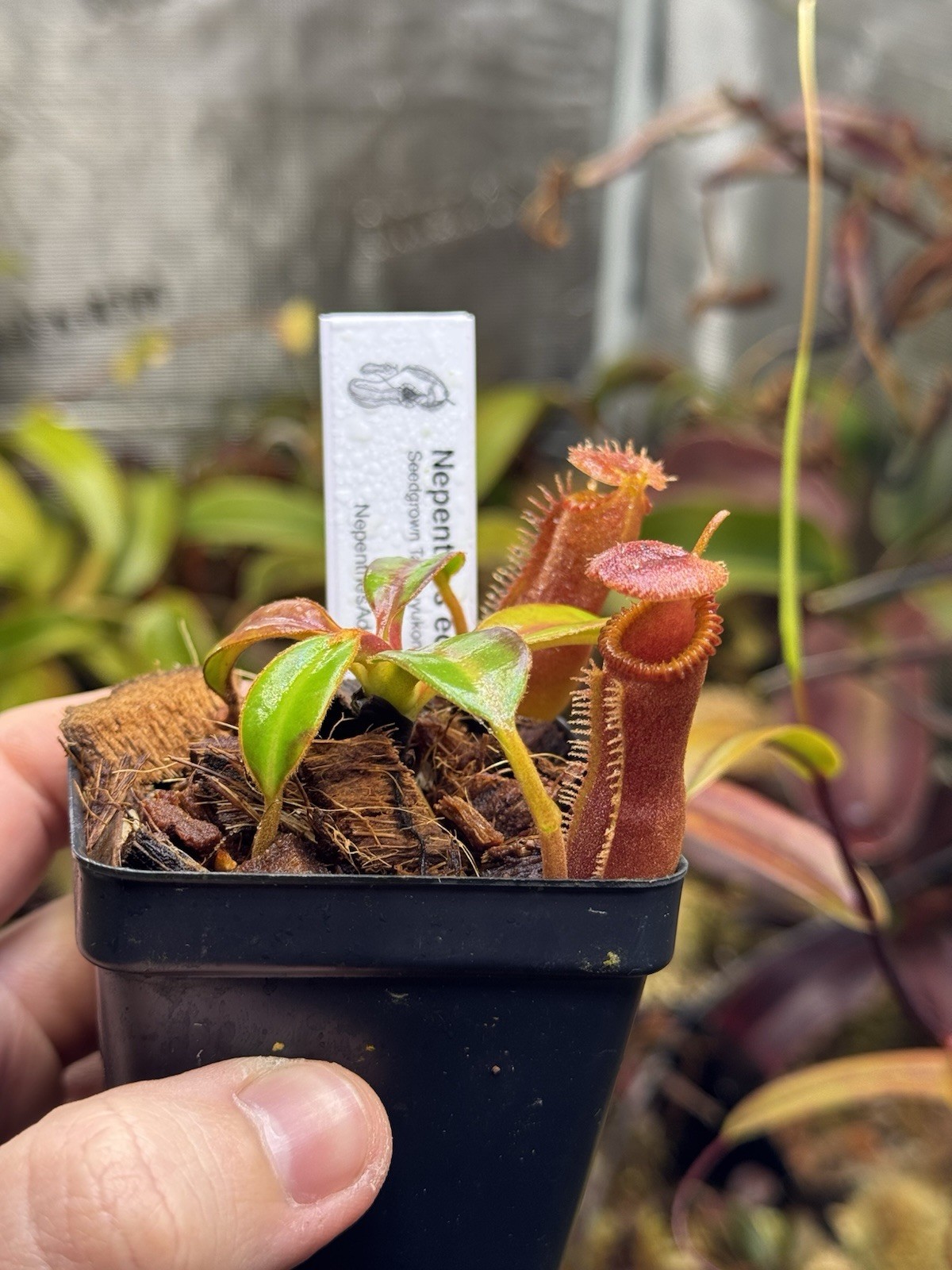 Nepenthes Edwardsiana -seedgrown (ISC) Tambuyukon – Rare Toothy Highland Species