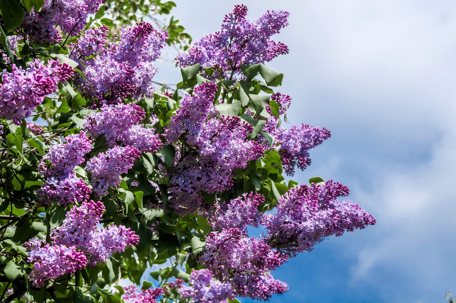 25 FRENCH / Old FASHIONED LILAC Syringa Vulgaris Flower Shrub Bush Seeds