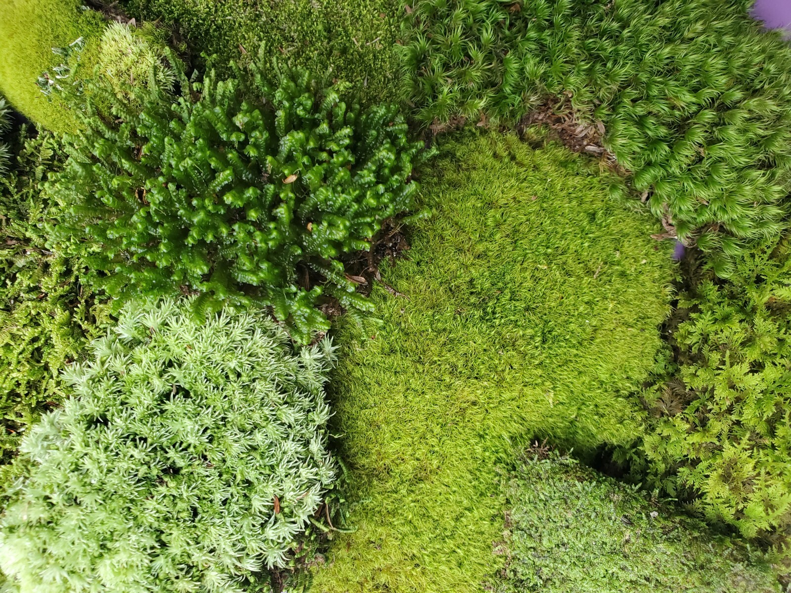 Value Small Live Moss Assortment 5″x7″ Bag for Terrarium Reptiles Fairy Garden