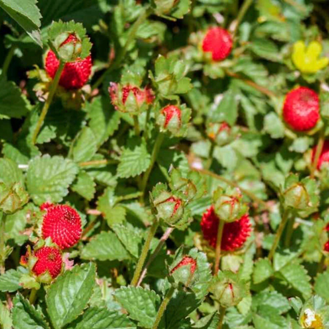 50+ Indian Strawberry Seeds (Duchesnea Indica Tuttifrutti) Beautiful Groundcover