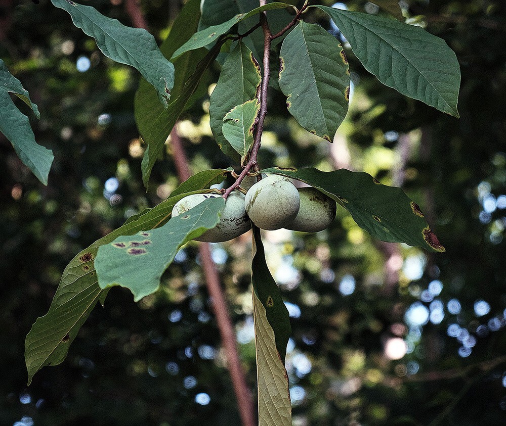 PawPaw Asimina Triloba Tree 20″+ Tall Live Plant In 3.5″ x 9″ Air Prune Pot