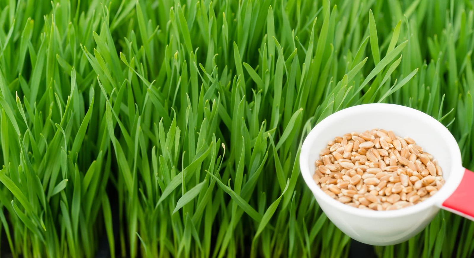 Wheatgrass Seeds; Hard Red Winter Wheat, Non-GMO, Chemical Free, High Germinatio