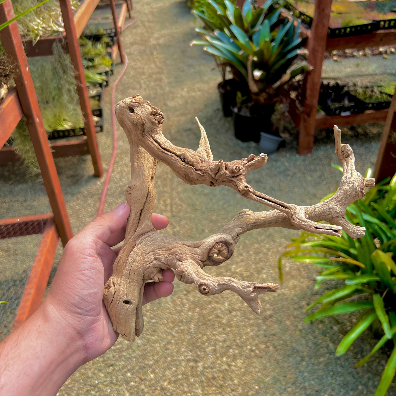 Sandblasted California Grapewood Branch (From Zin Vines That Are 100+ Yrs Old!)