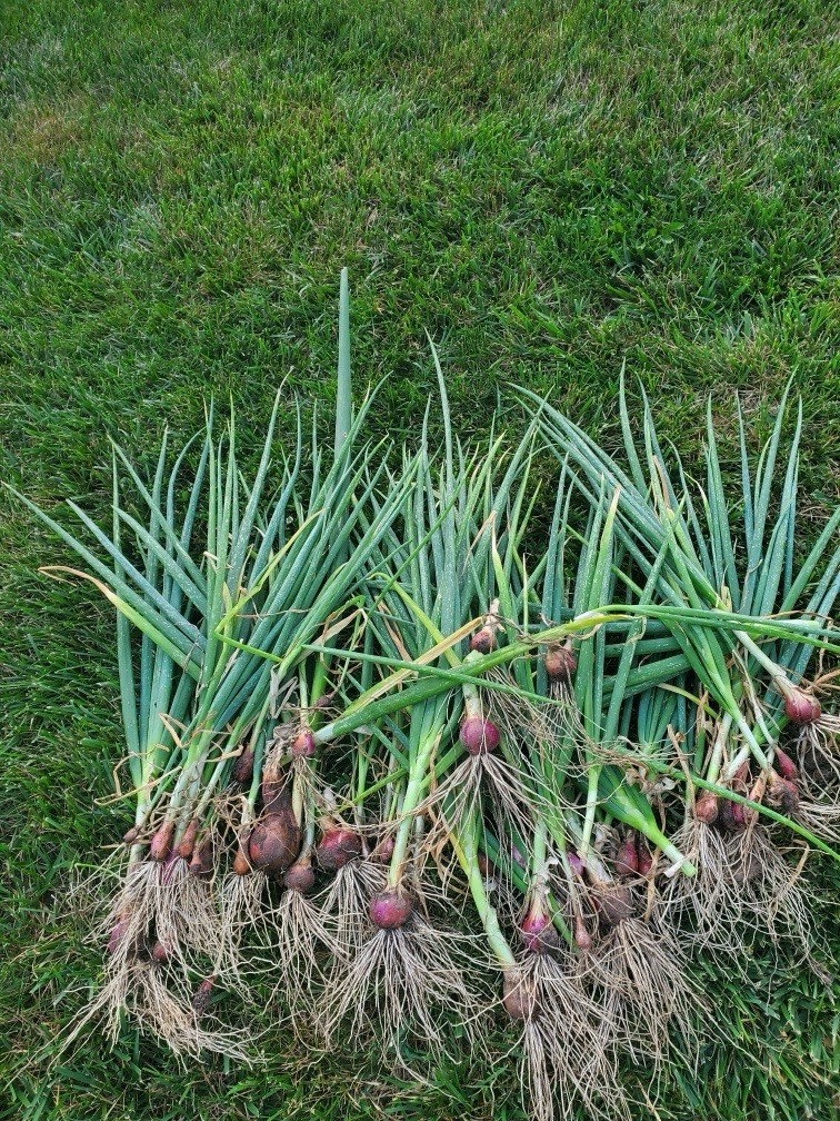 Egyptian Walking Onion Bulblets 30 Smaller Sz Lot Organic Heirloom 2026 Harvest