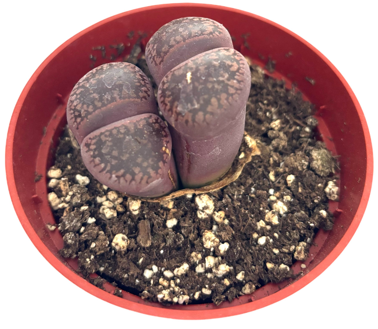 Was $20 Now $10 Lithops Live Succulent Plant, Large 4″ Pot, Rare Living Stone
