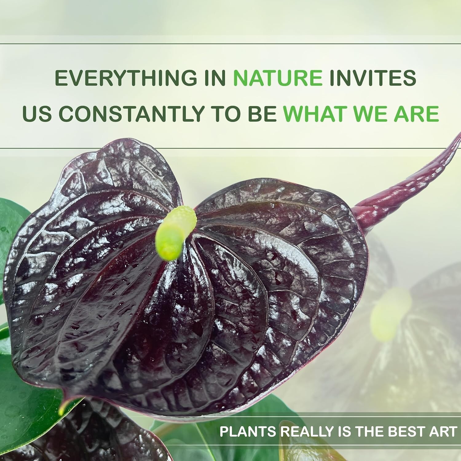 Anthurium Andraeanum Mr Brown Live Plant (Pack of 2)