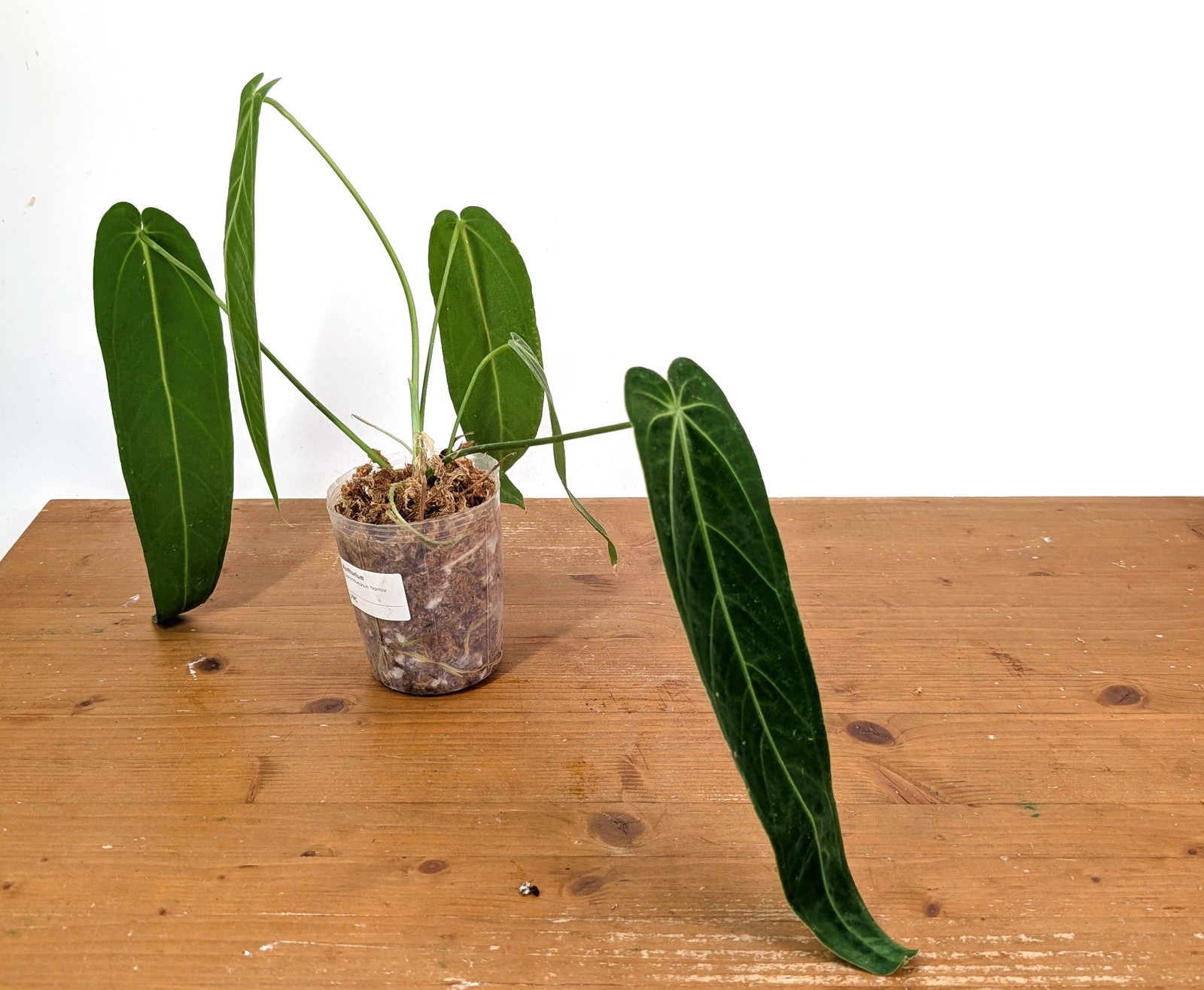 Anthurium Warocqueanum Narrow – Exact Plant #19C