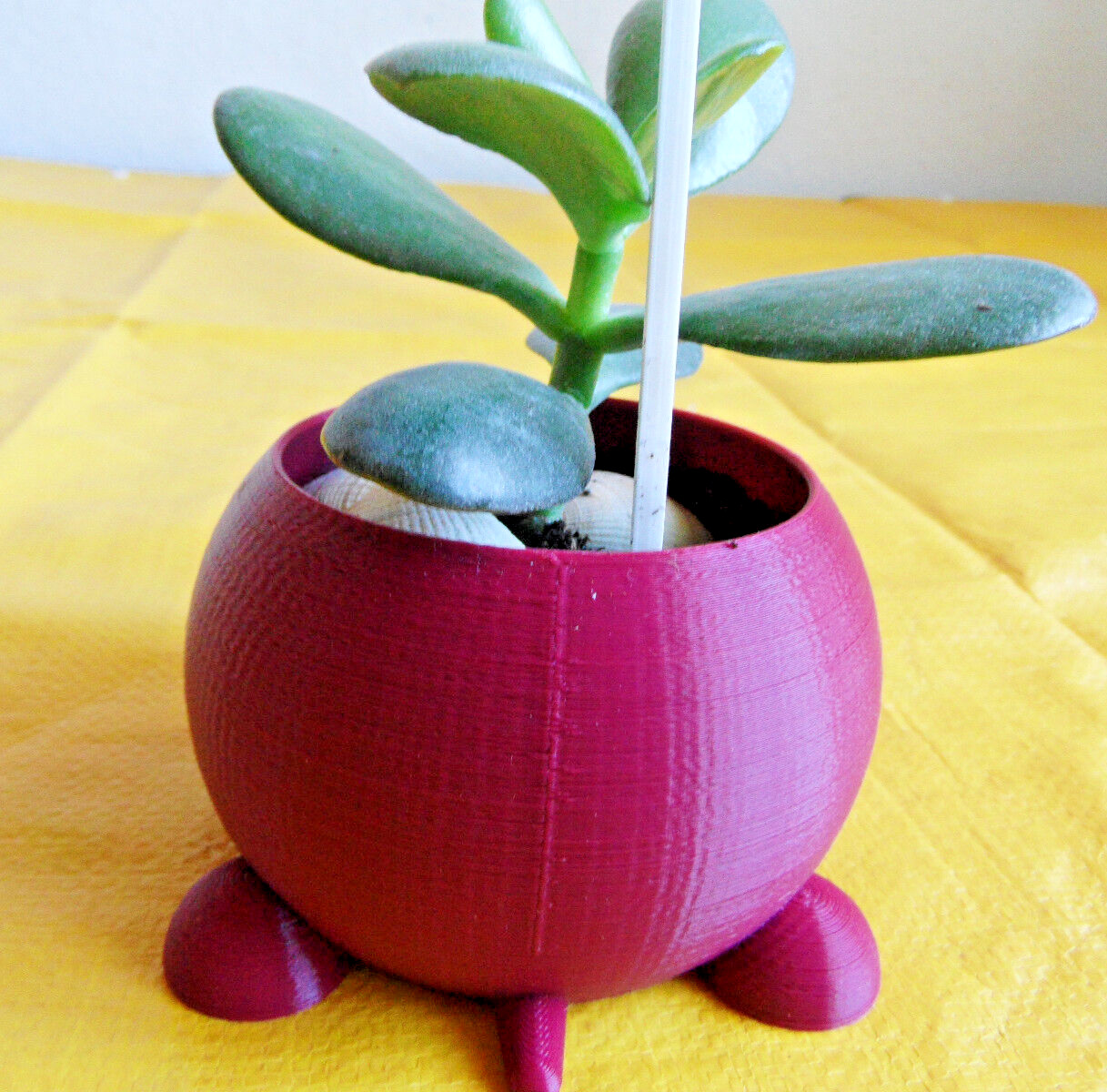 Crassula Ovata Jade money Friendship Plant planted in 3D printed Turtle planter