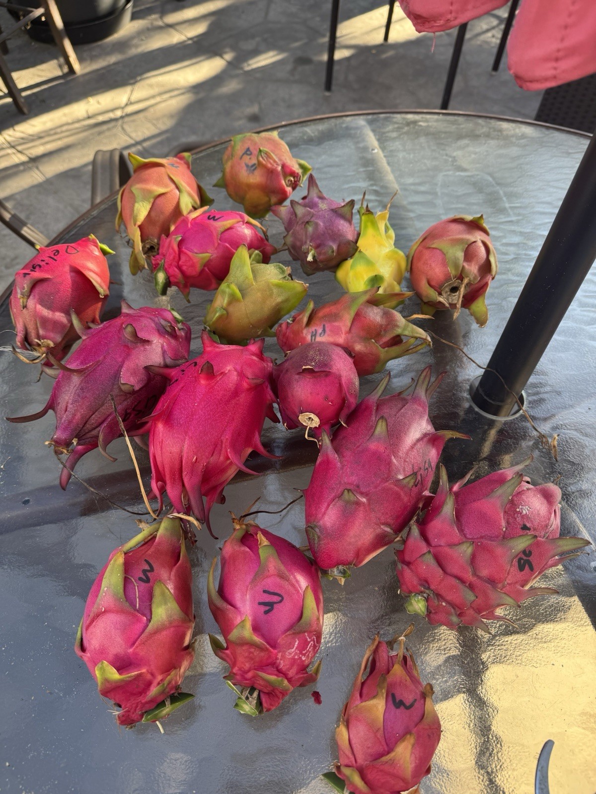 Sweet, White Dragon Fruit Cutting self pollination 8 to 12 inches ￼