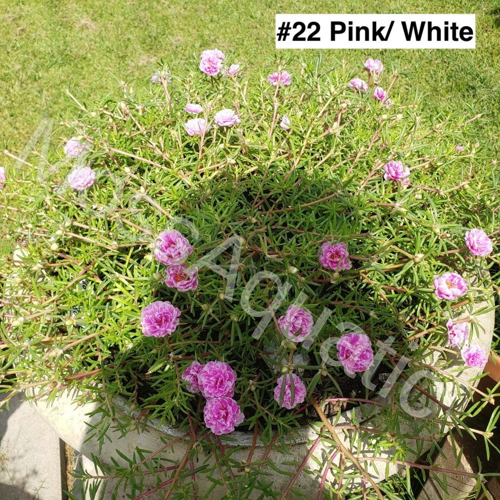 Moss Rose ( Portulaca Grandiflora ) , Mix, 10 unrooted Cutting