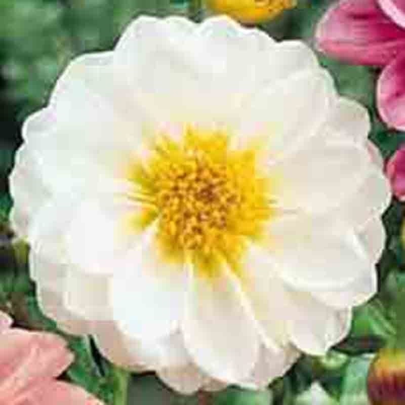 50 DAHLIA SEEDS RARE DWARF AUTUMN MIX HUGE FLOWERS GARDEN CONTAINERS BEES USA