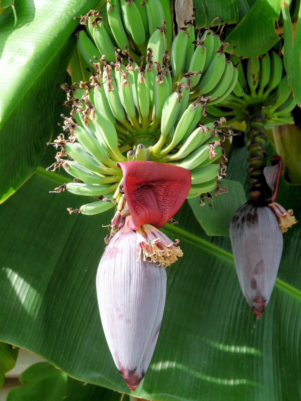 10 seeds Musa ochracea Banana -Rare Tropical Plant Seed Pack- See Description