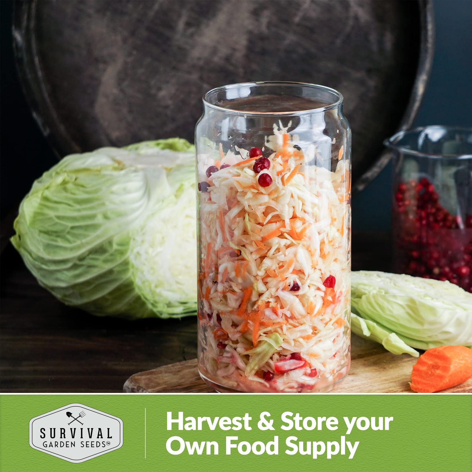 Heirloom Dutch Cabbage Seeds – Non-GMO, Cold Hardy for Spring & Fall Gardens