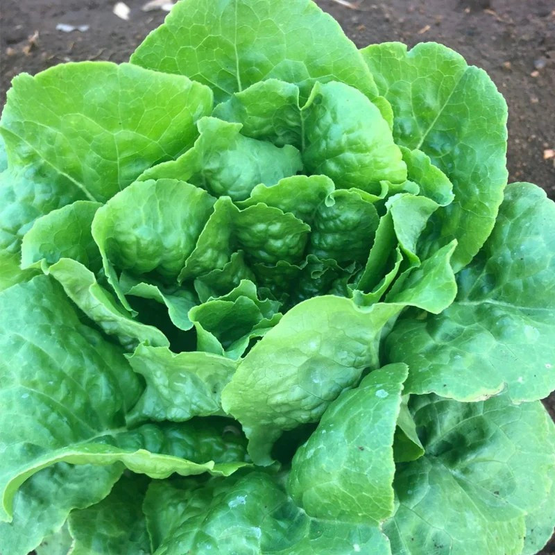 1000+ Buttercrunch Butterhead Lettuce Seeds — —- NON GMO —–FRESH