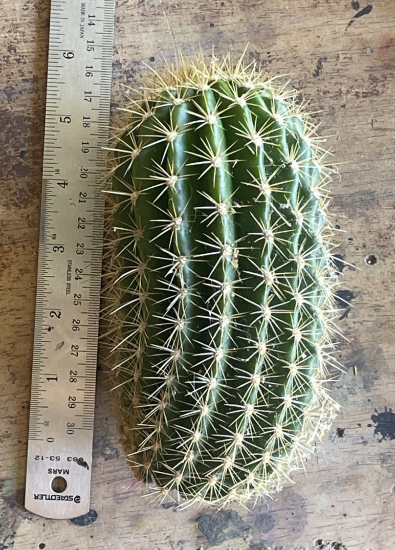 Echinopsis hybrid ‘Flying Saucer’, medium cured rootless stem B