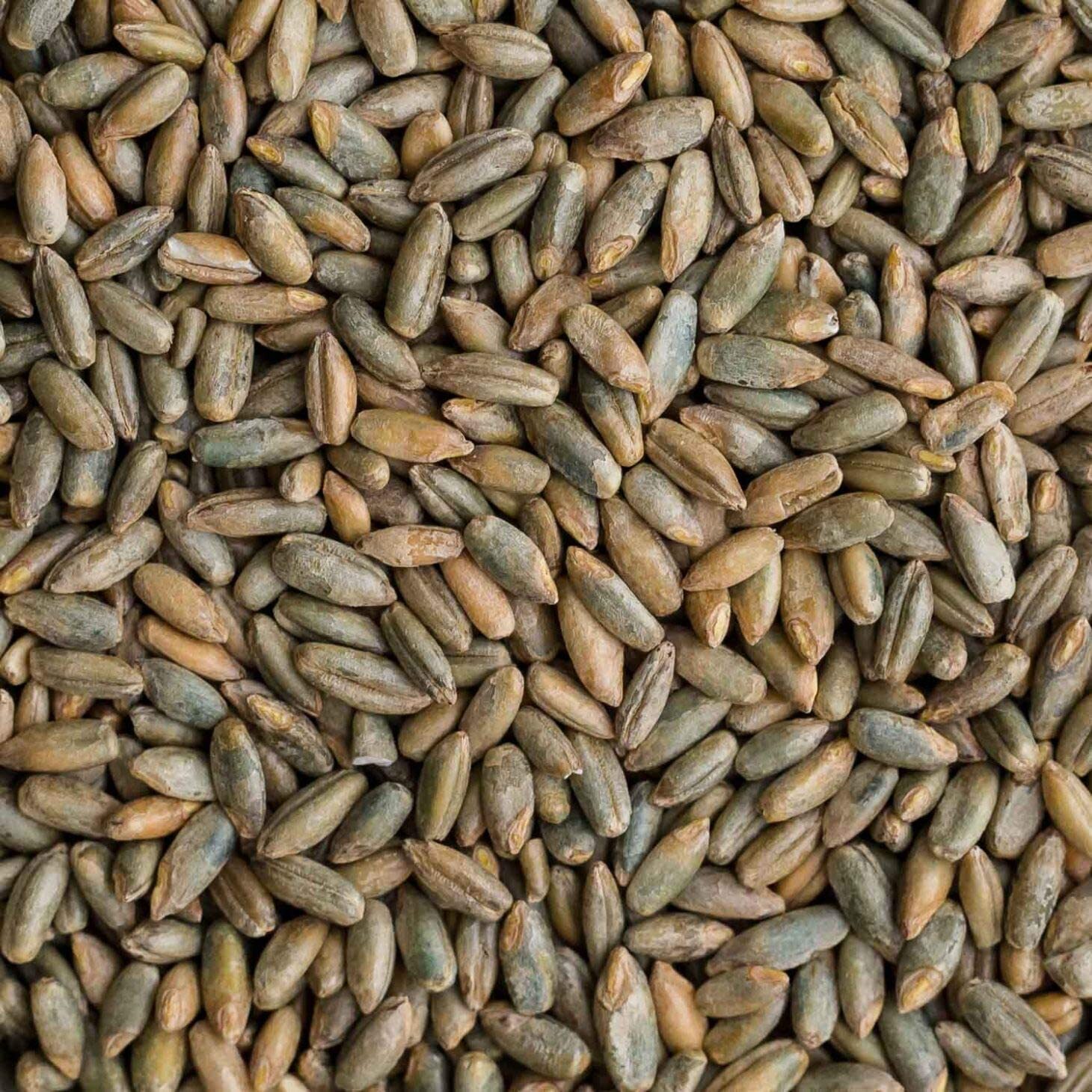 Rye Berries | 5 Pounds | High in Fiber and Iron – 5 Pound Bag of Rye Berries