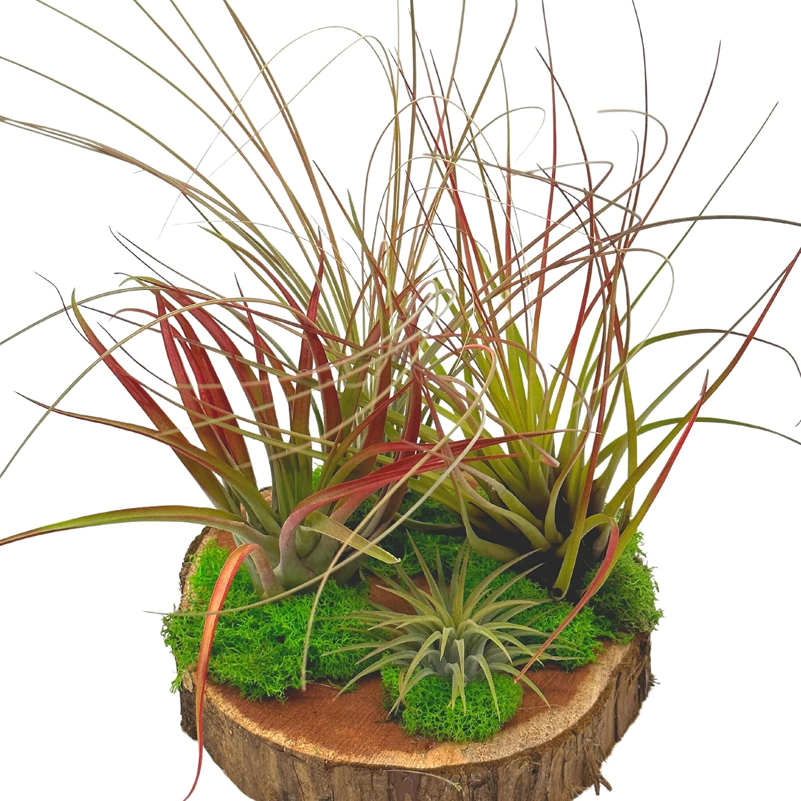 Tillandsia Garden, on Cedar Wood Base, Hand Crafted and Sculpted, Air Plant Gard