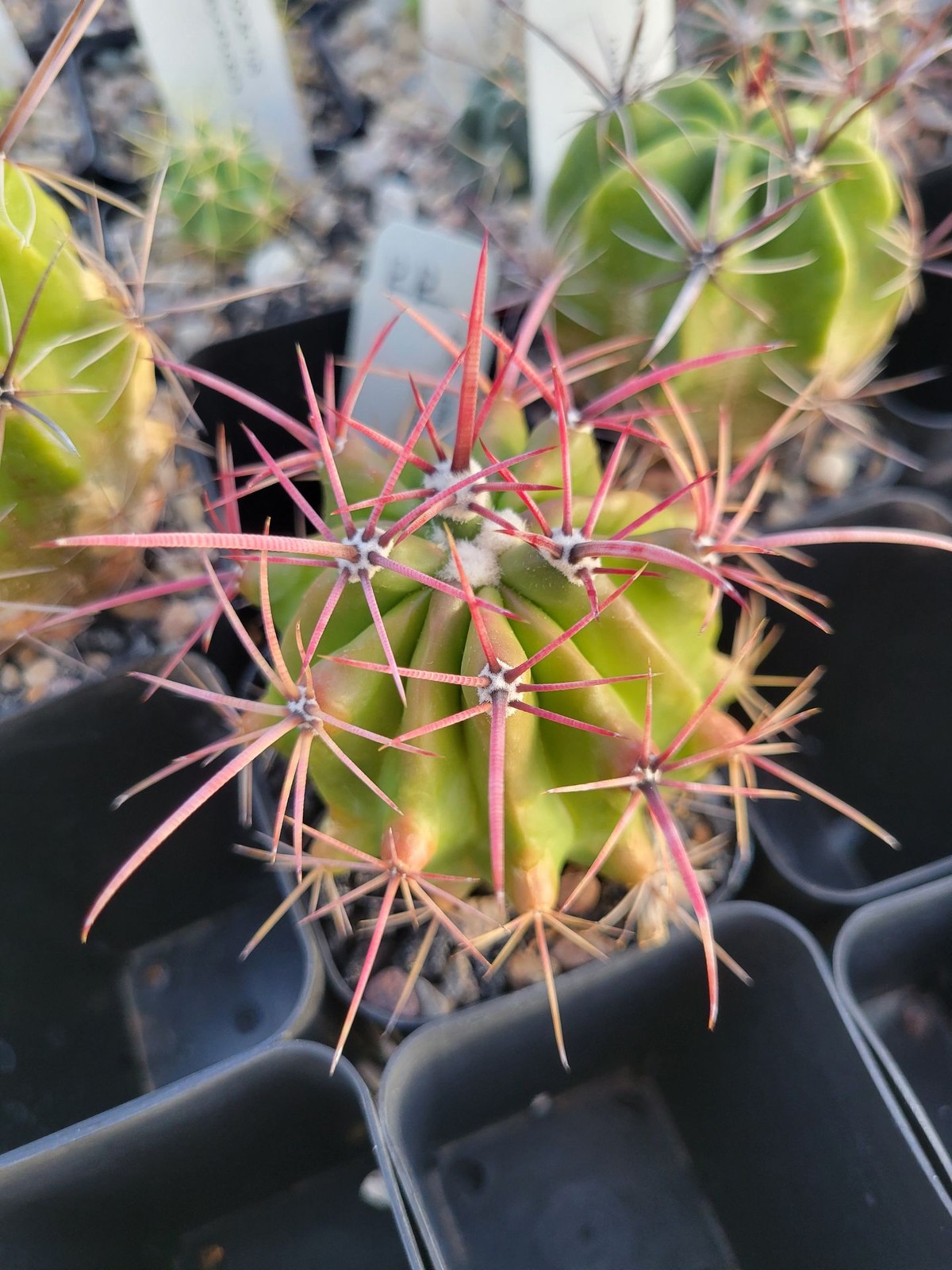 Ferocactus pilosus (with locality) (see description) (cactus – succulent – pl…