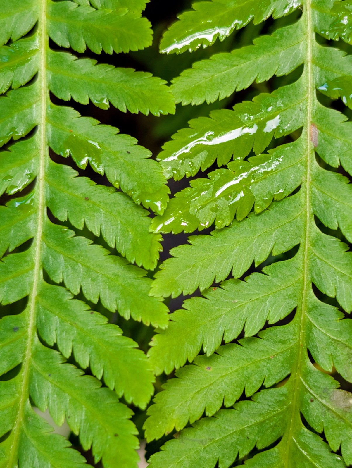 LIVE Mature, wider trunk : Cyathea ARBOREA Giant TREE FERN 7″ inch, exotic fern