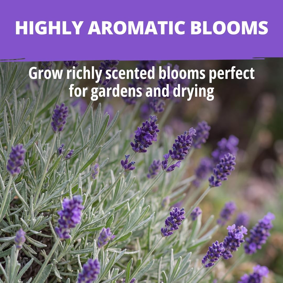 HOME GROWN Non GMO English Lavender Seeds 3,000+ Wildflower 2-Pack, Purple
