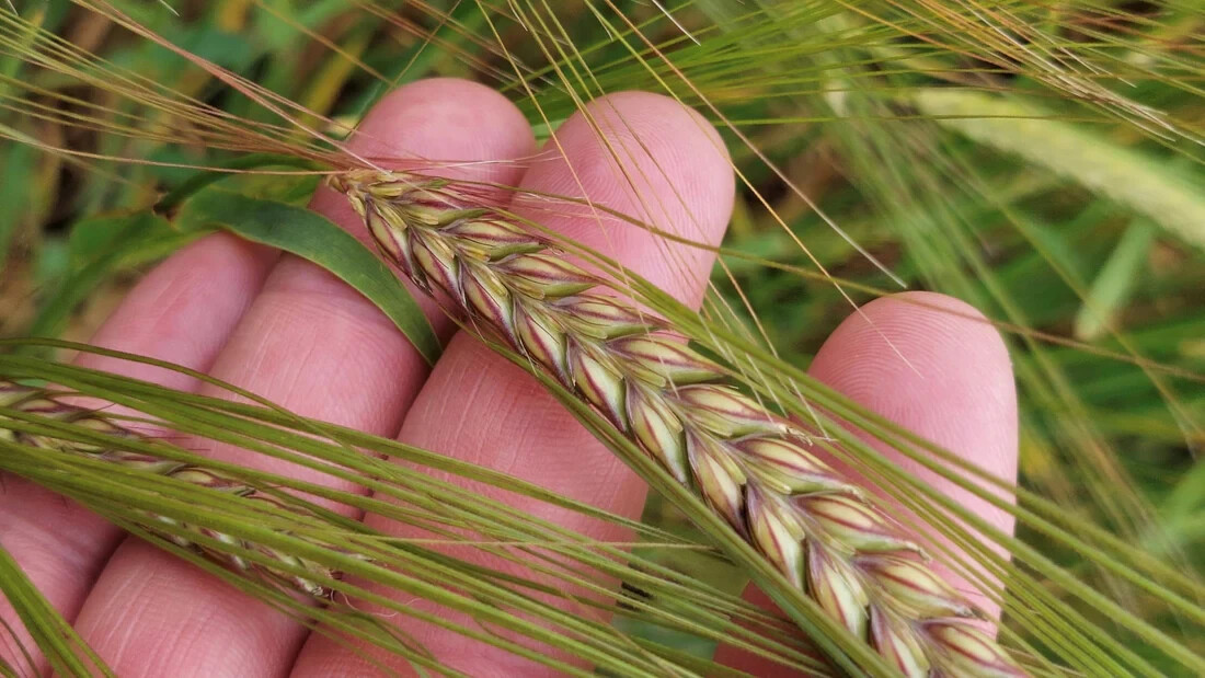 Barley Seeds (200) / ORGANIC / FLORIDA GROWN / CEREAL GRAIN