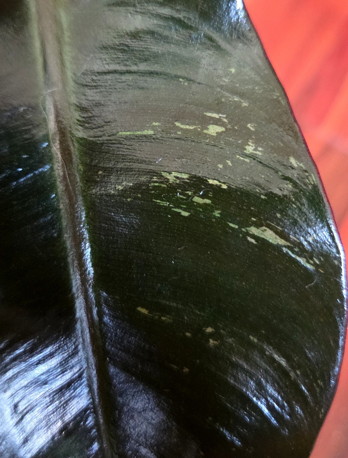 Rare Philodendron Variegated Black Cardinal 18″ Tall W/ Pups Aroid Not Monstera