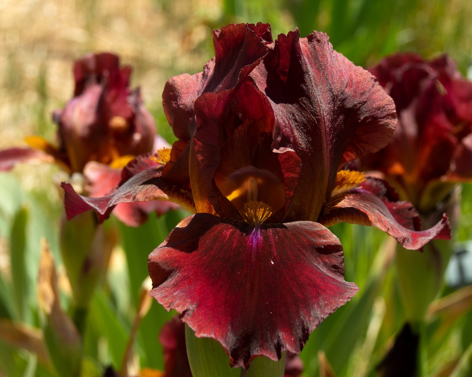 **RED ZINGER** Border Bearded Iris. Freshly Dug, Combined Shipping: Aug/ Sept