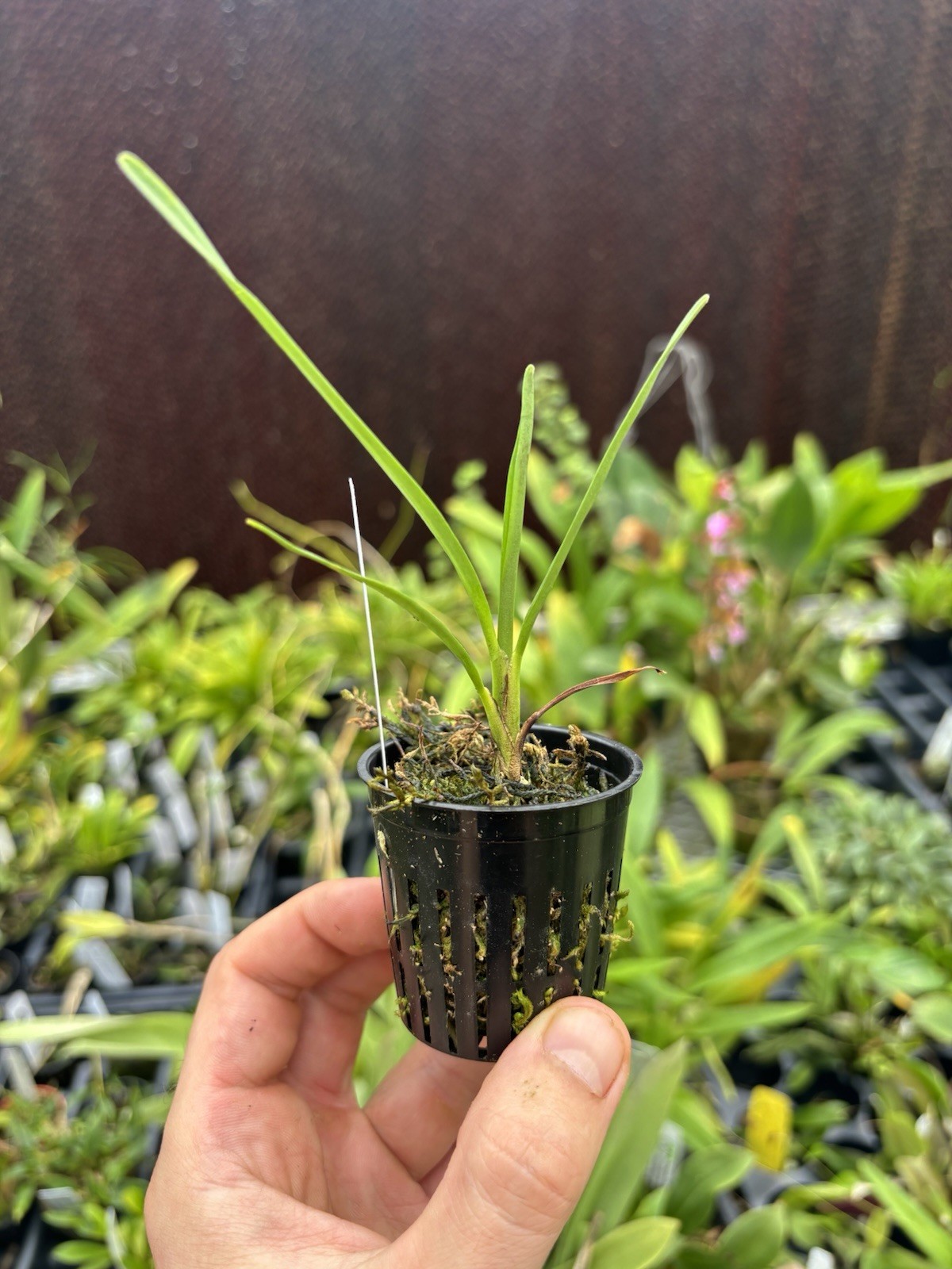 Jumellea gracilipes Compact Rare Orchid Species Fragrant Madagascar