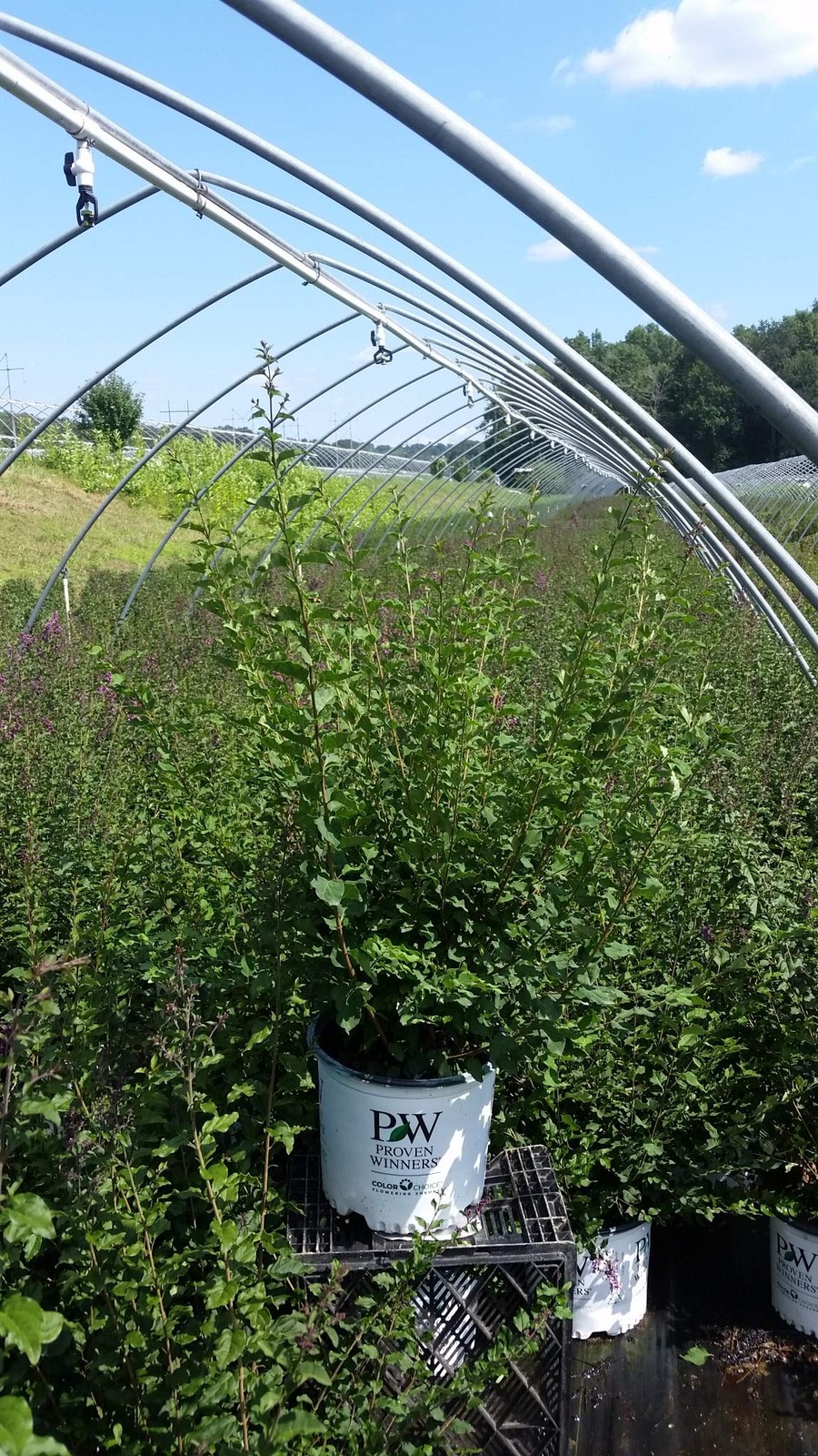 Green Promise Farms Proven Winners – Syringa X Bloomerang Dark Purple