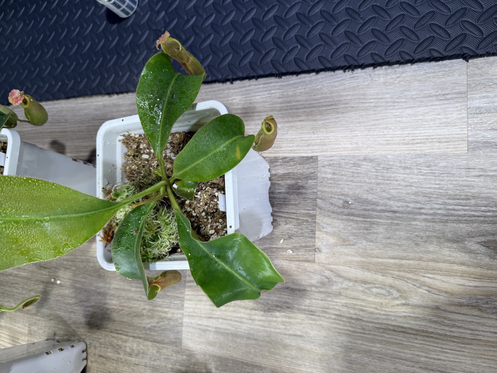 Nepenthes Vetchii Kelabit Highlands x S.O.M. x L.V.B.