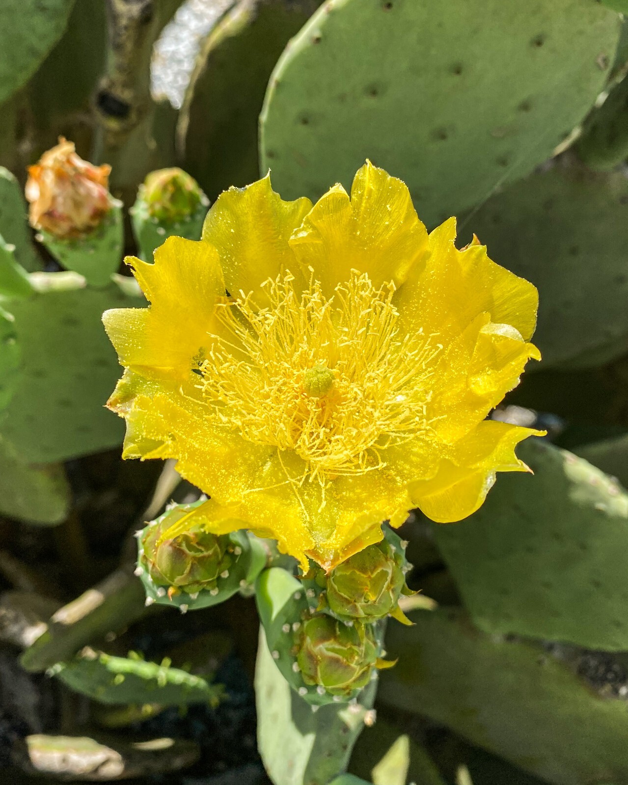 Spineless Prickly Pear Cactus “Cacanapa Ellisiana” (1 PAD) – WINTER HARDY CACTUS